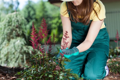 Belmont climate and soil analysis for landscaping