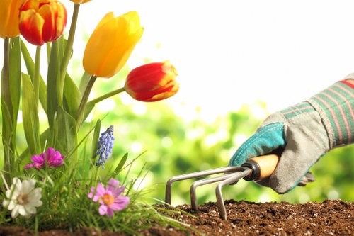 Variety of plants thriving in Belmont's climate