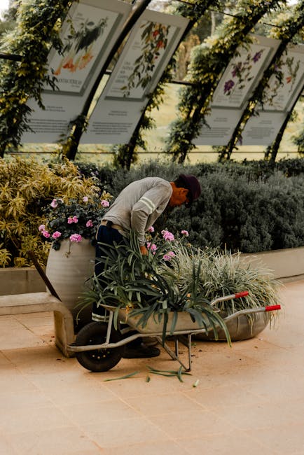 A neatly maintained garden scene featuring a well-manicured lawn with evenly cut grass, bordered by lush green hedges and a variety of flowering plants in garden beds. The soil around the plants appea